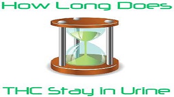 How Long Does Weed (THC) Stay in Your Urine?’ – Important Data You Need to Know!!!