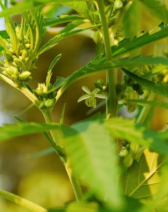 Sativa plant picture