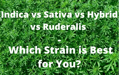 Indica vs Sativa vs Hybrid vs Ruderalis – Which Strain is Best for You?
